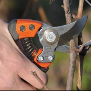 Pruning Tool